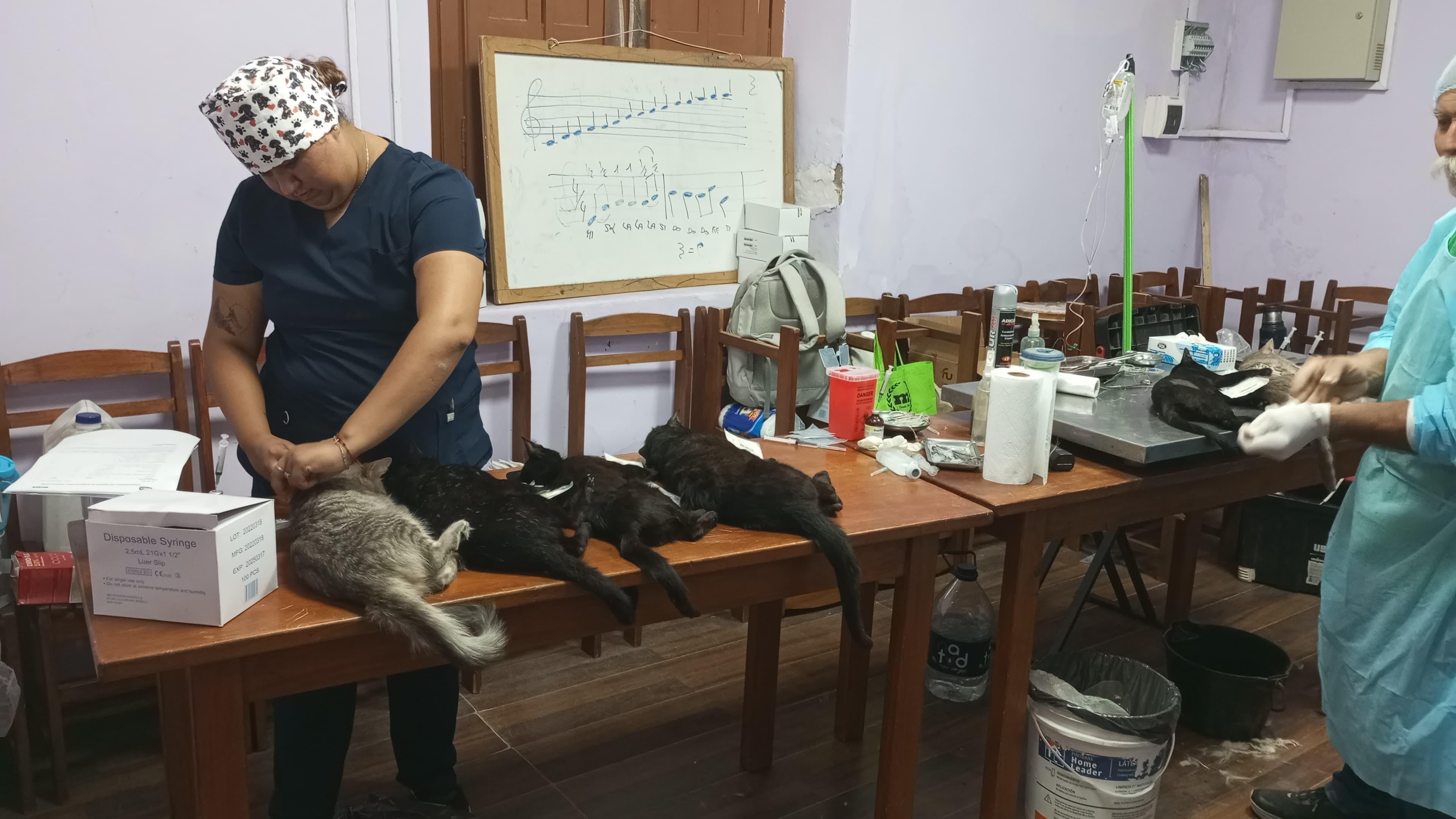 Jornada de castración gratuita en Joaquín Suárez.