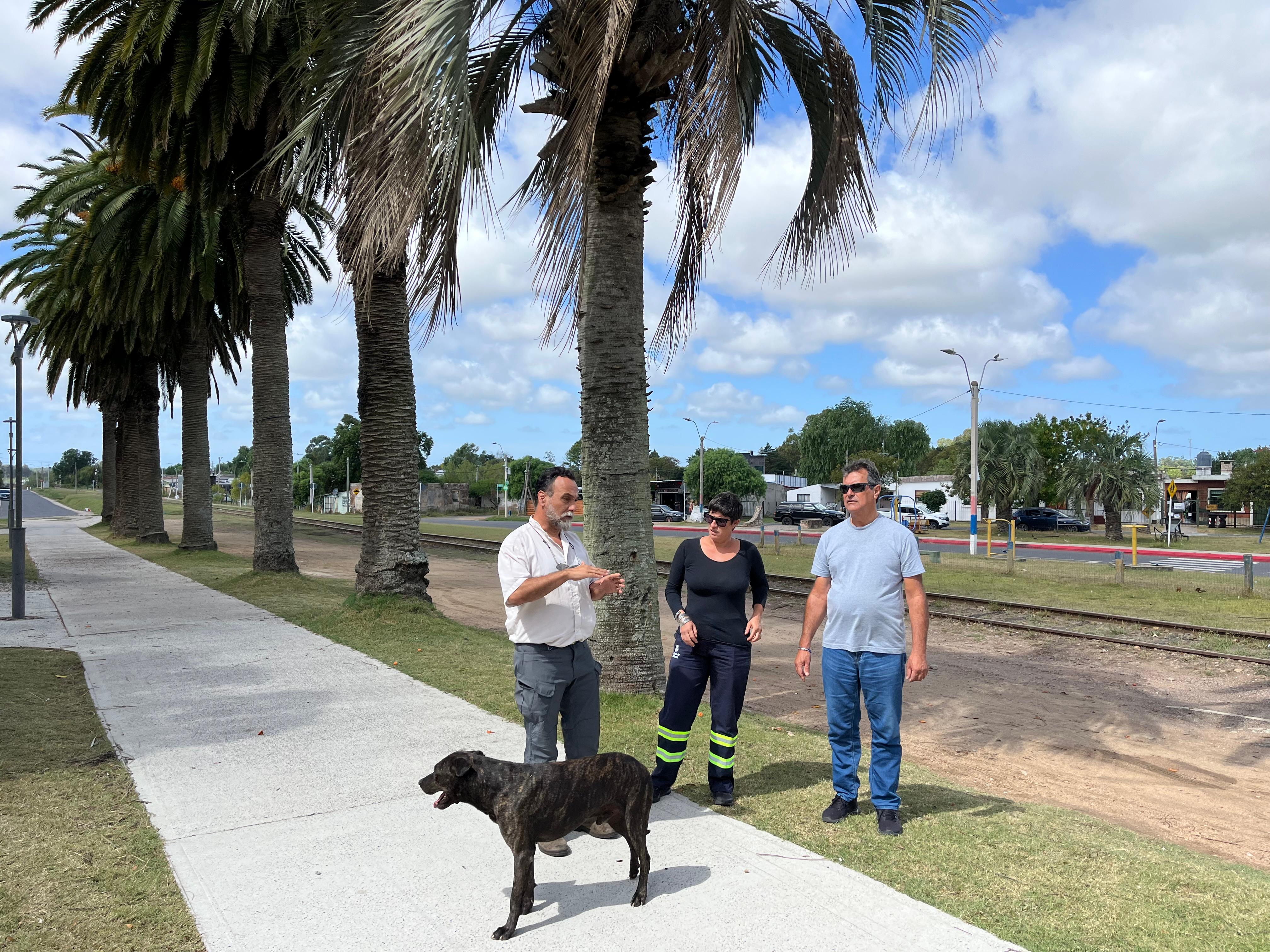 TRATAMIENTOS Y EVALUACIÓN DE REFORESTACIÓN EN LA PLAZA DIEGO PONS.
