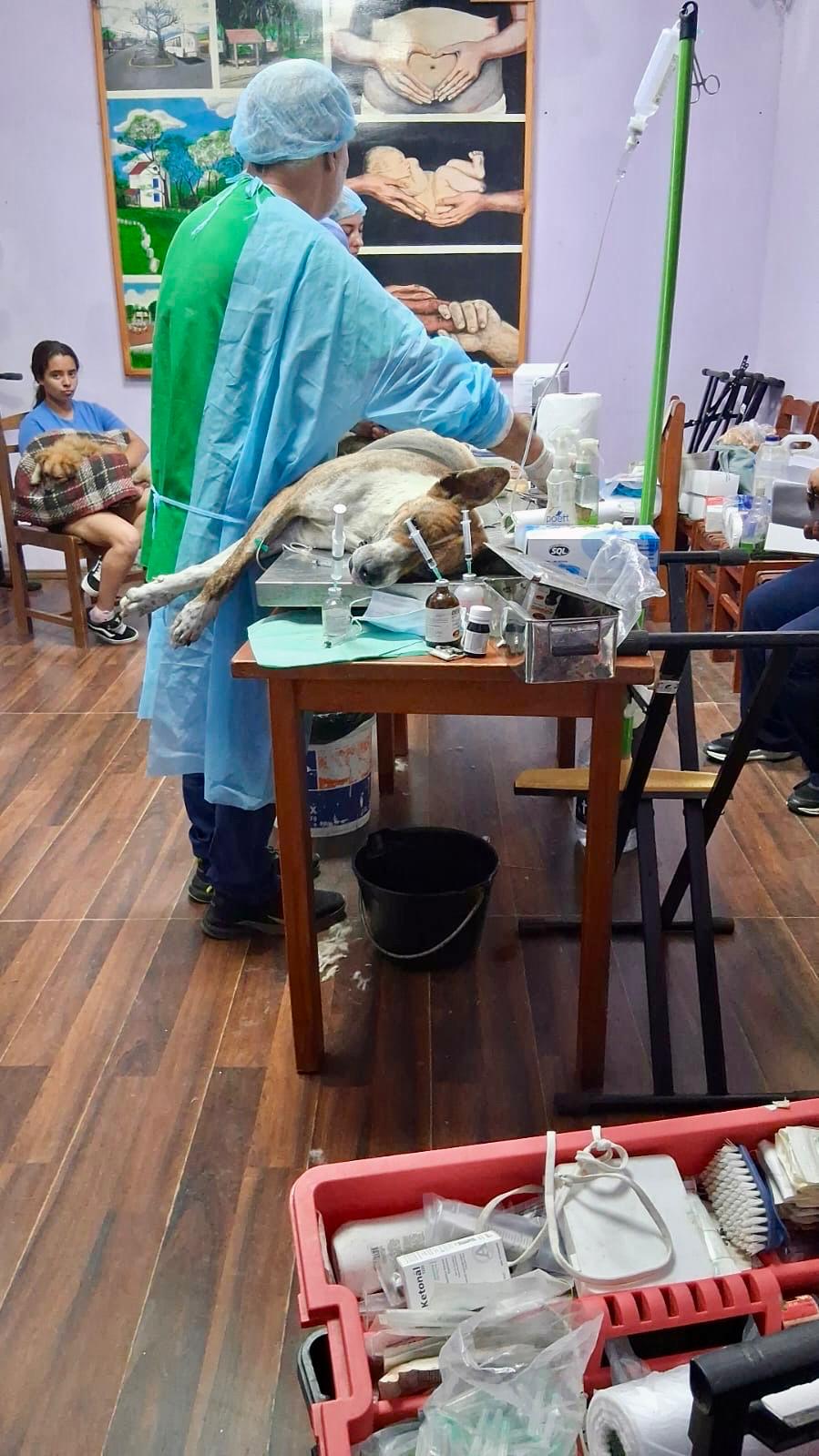Jornada de castración gratuita en Joaquín Suárez.